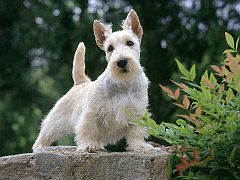 Samari, Scottish Terrier, _Wheaten_ Color